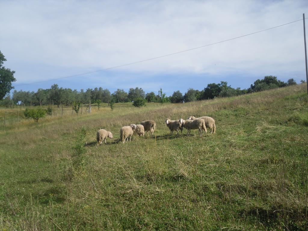 Agriturismo Fattoria Poggio Boalaio Орвието Екстериор снимка