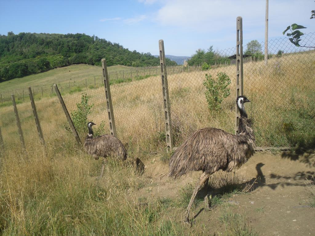 Agriturismo Fattoria Poggio Boalaio Орвието Екстериор снимка