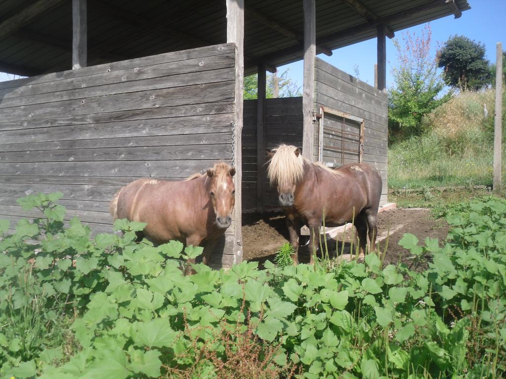 Agriturismo Fattoria Poggio Boalaio Орвието Екстериор снимка