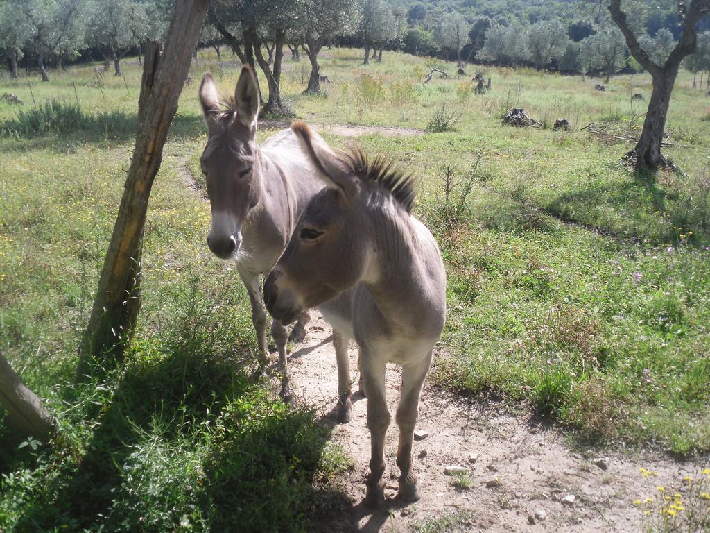 Agriturismo Fattoria Poggio Boalaio Орвието Екстериор снимка